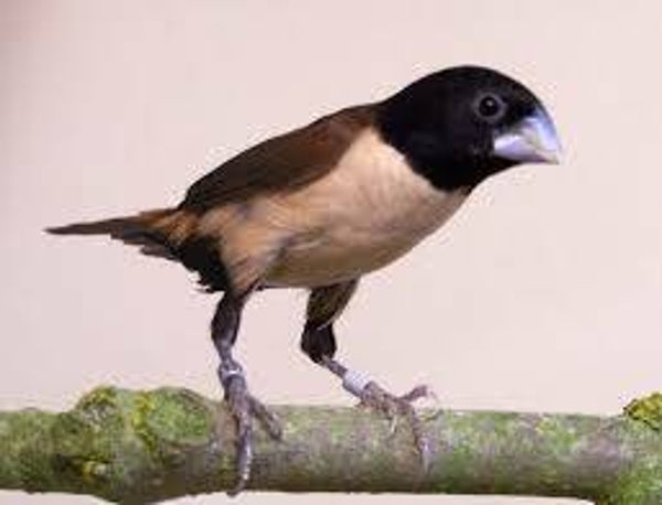 Gezocht poppen prachtnonnen