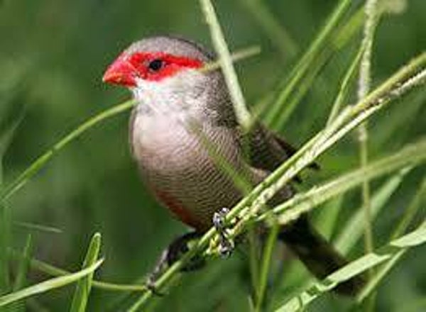 Gezocht poppen Sint Helena fazantje