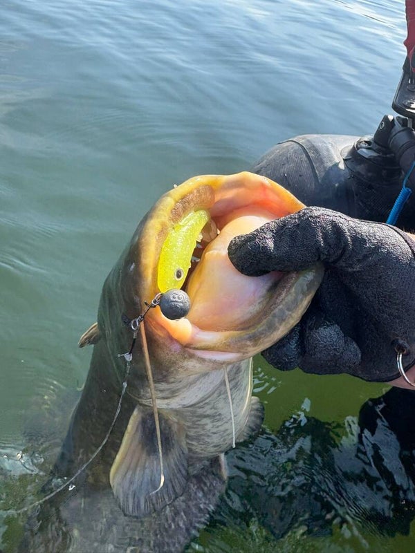 benk shad 9 cm