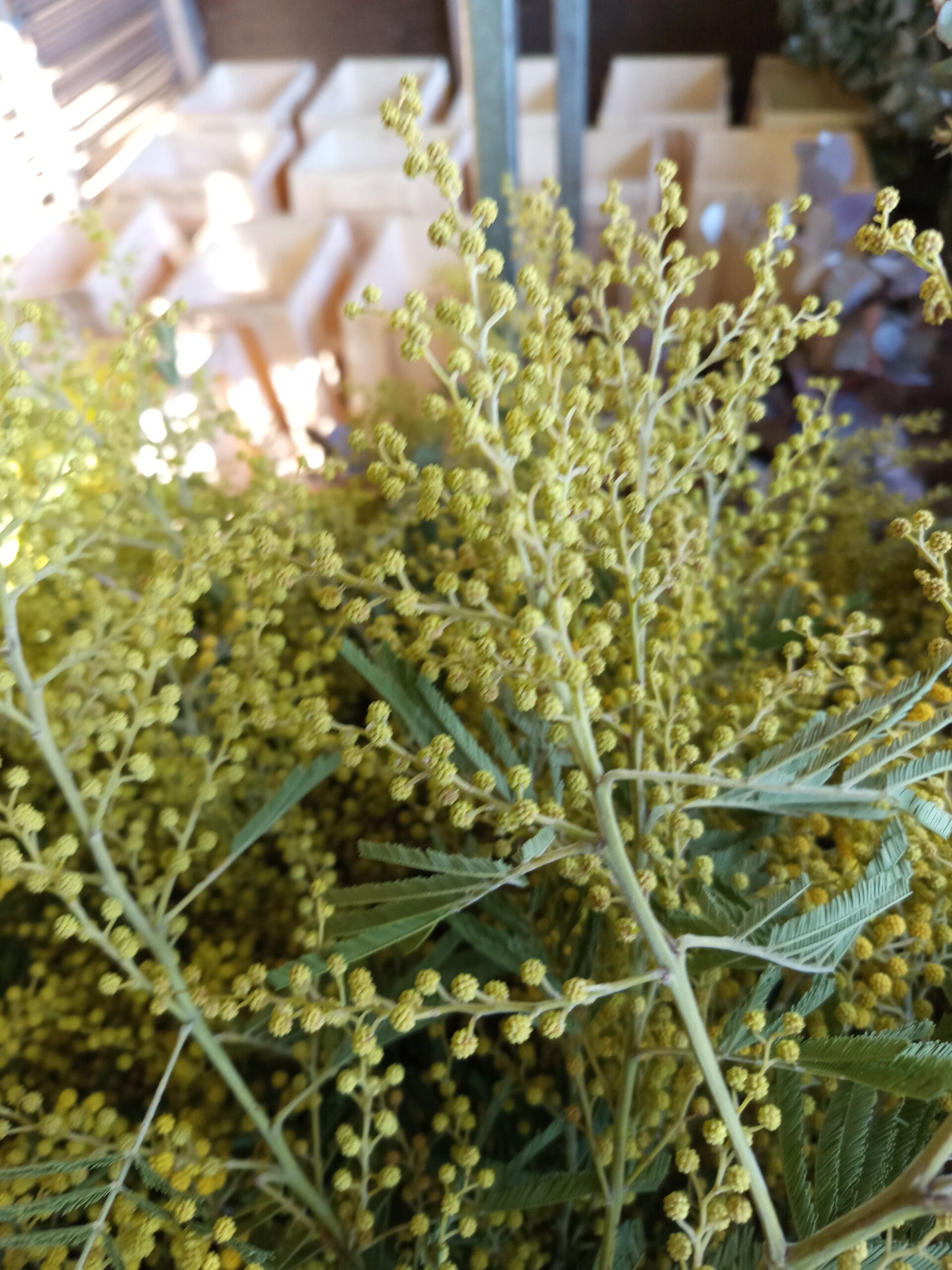 ATTENTION : Mimosa VERT bouquet de 1 kilo Hauteur 70 cm environ