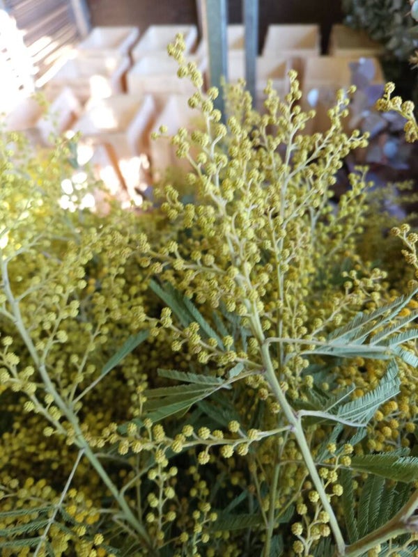 ATTENTION : Mimosa VERT bouquet de 1 kilo Hauteur 70 cm environ