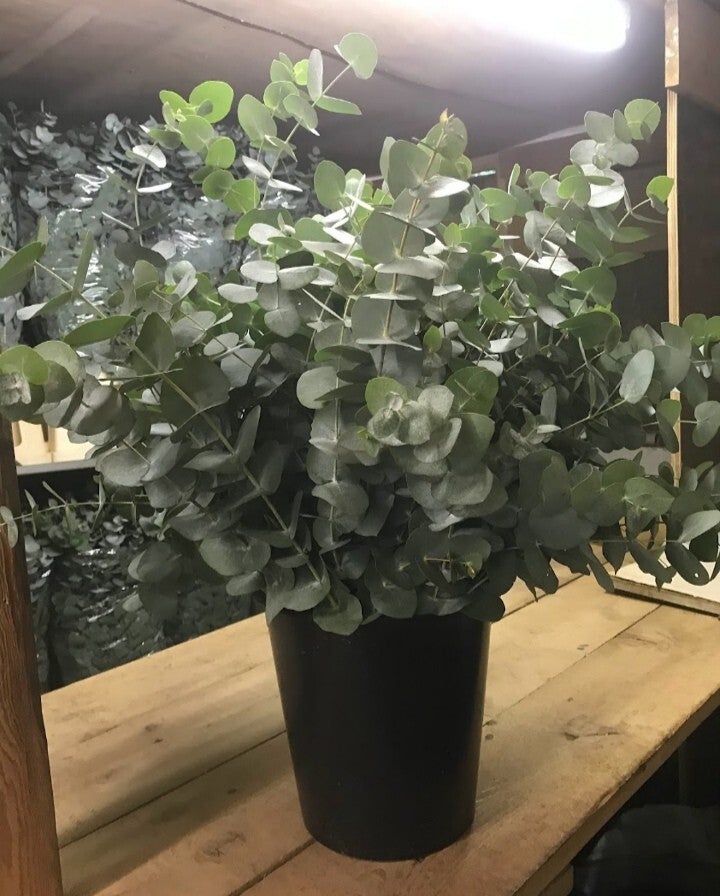 Cinerea eucalyptus bouquet de 300g hauteur 80 cm environ
