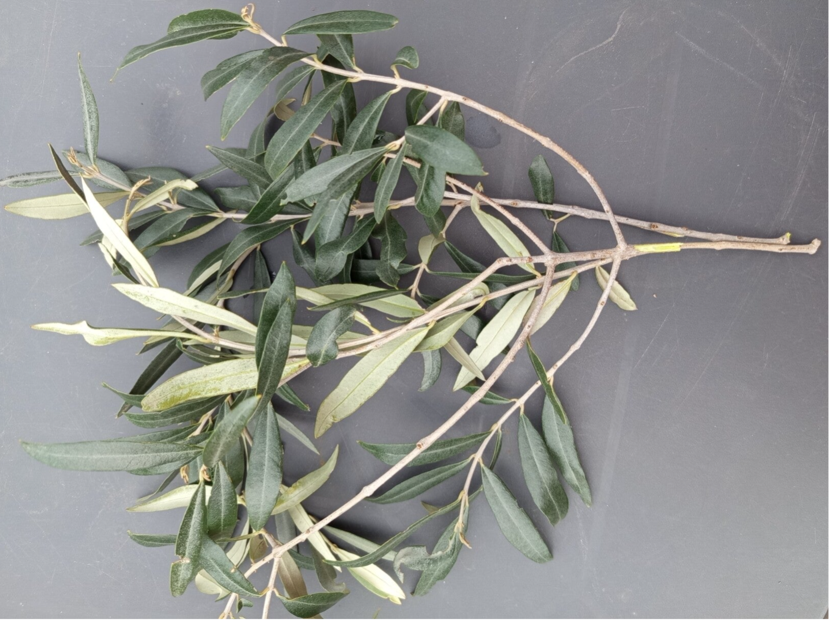 Tiges branches d'olivier  60/90 cm environ