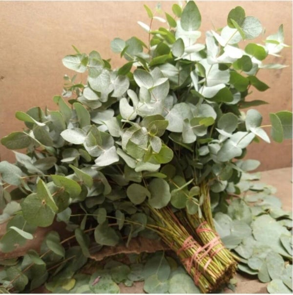 Eucalyptus cinéréa ballot de COURT 1.5 kg