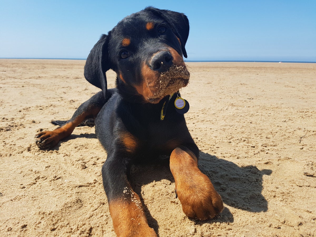 Course Paws Training Classes | The Paws Academy
