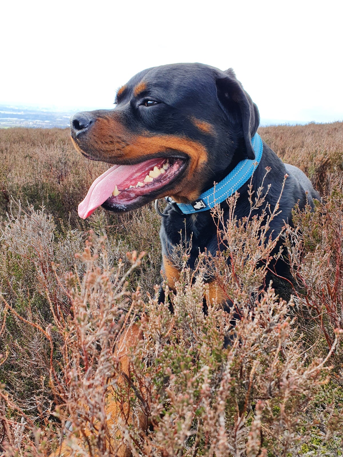 Course Paws Training Classes | The Paws Academy