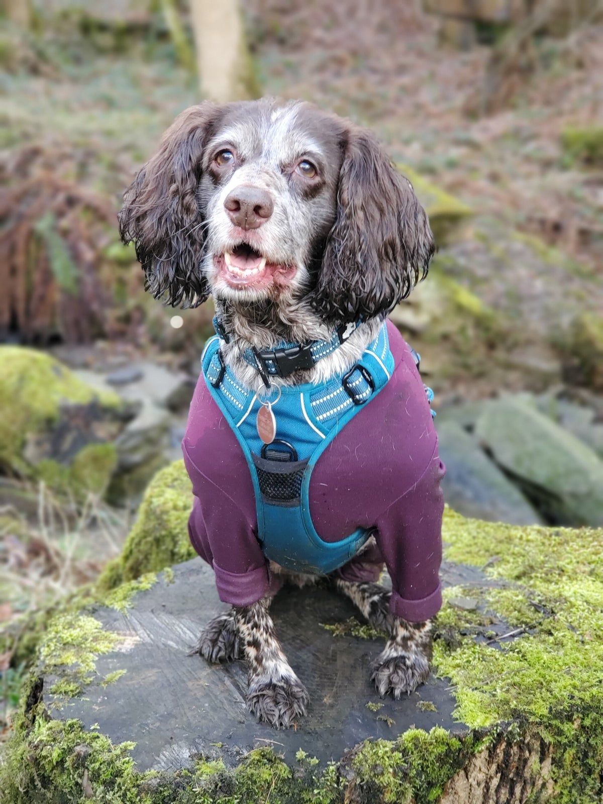 Course Paws Training Classes | The Paws Academy