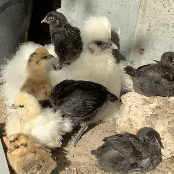 Küken Zwergseidenhuhn