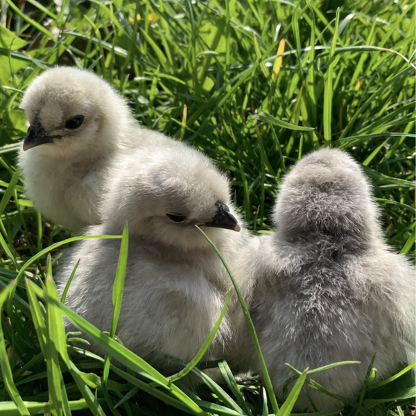 Küken Zwergseidenhuhn