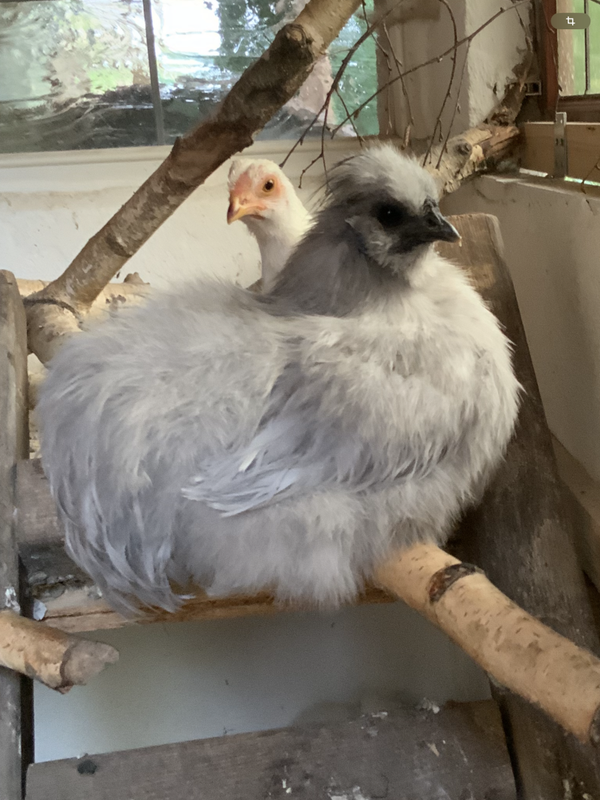 Hähne Zwergseidenhuhn