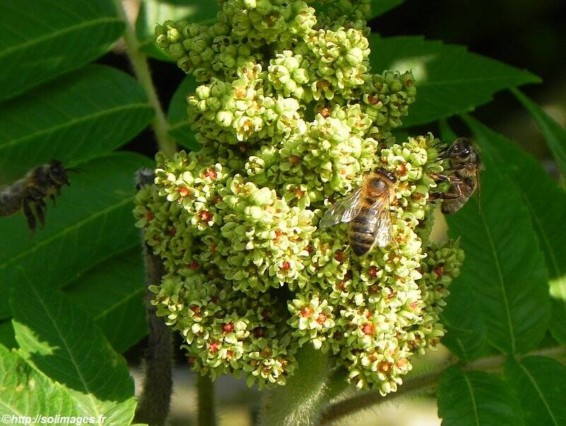 Butinage sur fleur de sumac