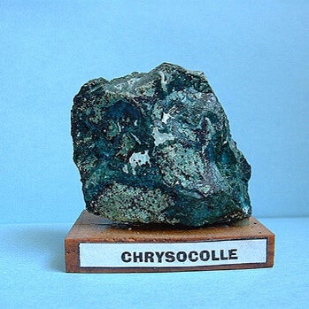 chrysocolle-standard.jpg