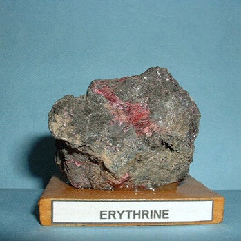 erythrine-standard.jpg