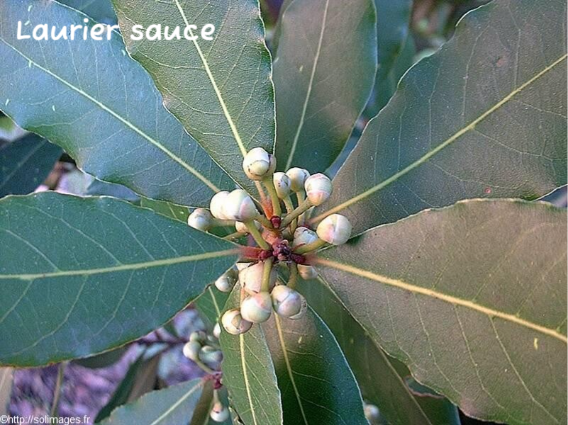 Laurier sauce