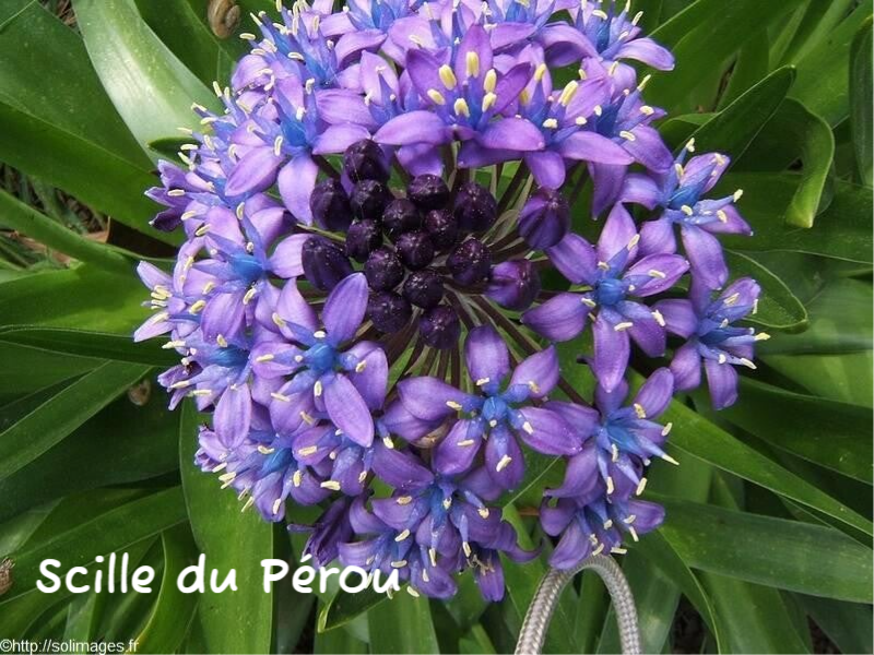 Scille du Pérou