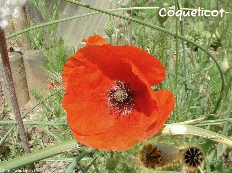 Coquelicot
