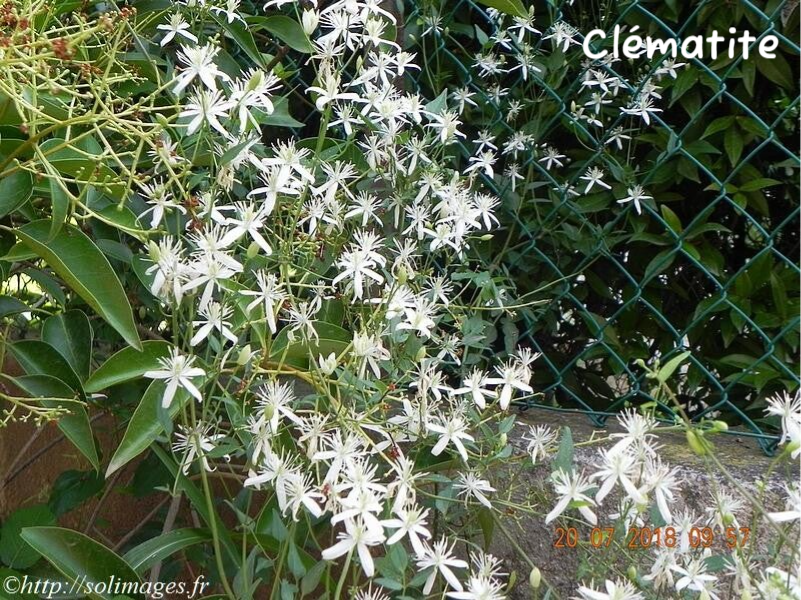 Clématite