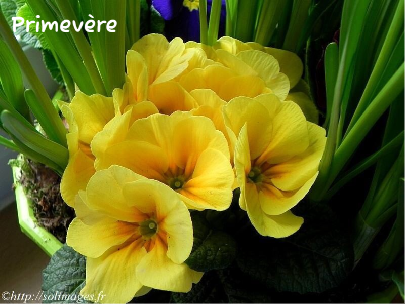 Primevère