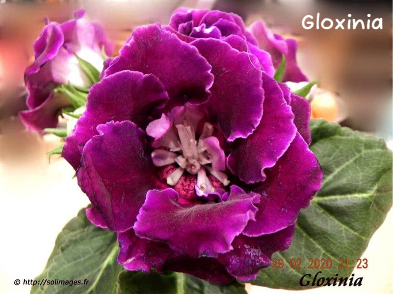 Gloxinia