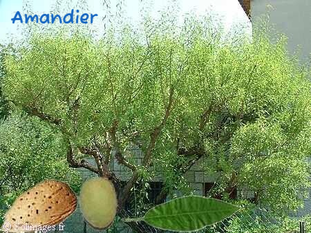Amandier