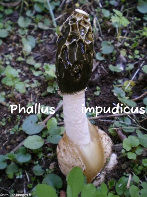 Champignon Phallus Impudicus