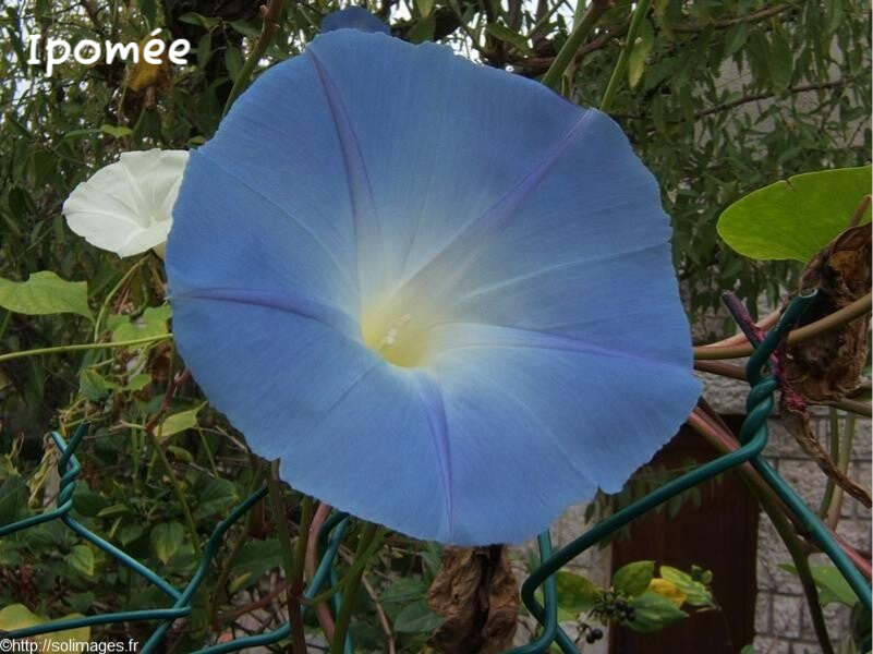 Ipomée