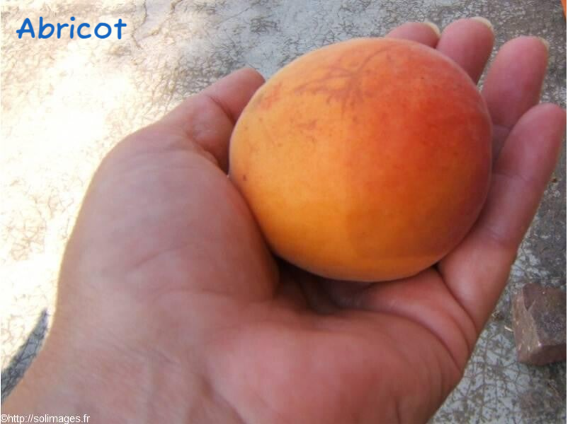 Abricot