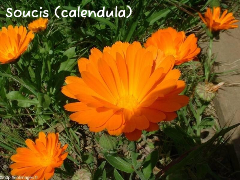 Soucis calendula