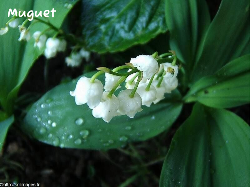 Muguet