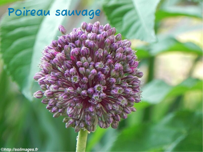 Poireau sauvage