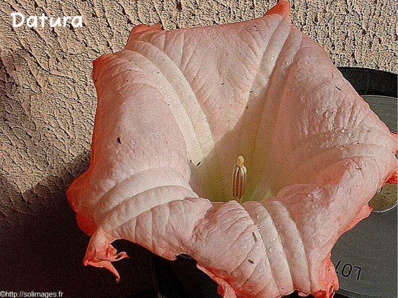 Datura
