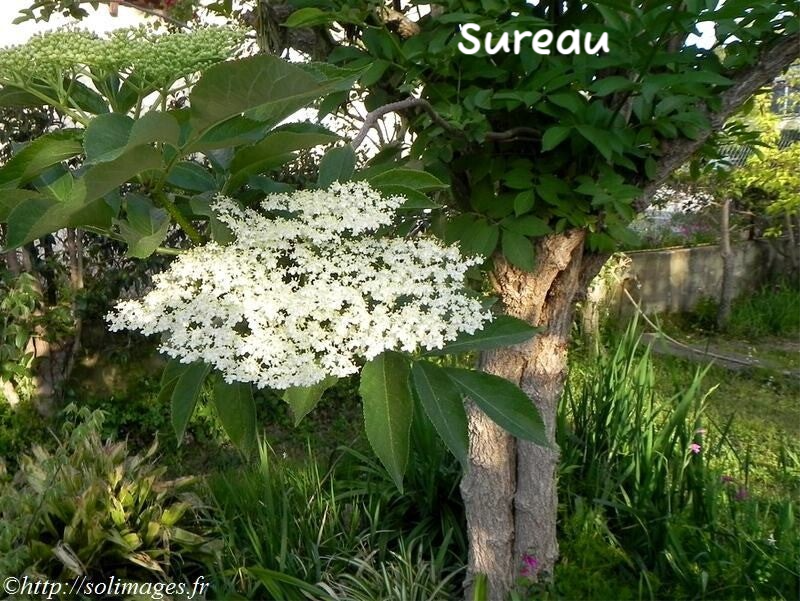 Sureau