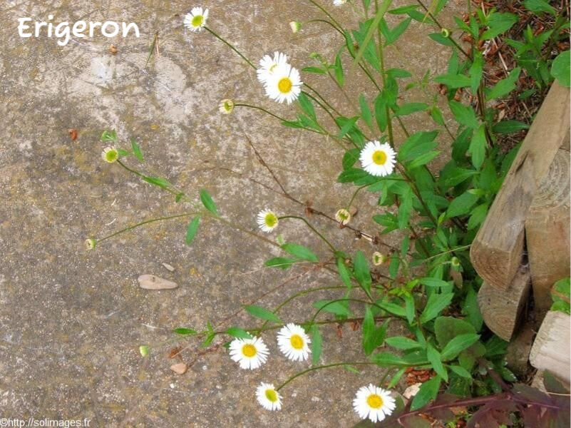 Erigeron