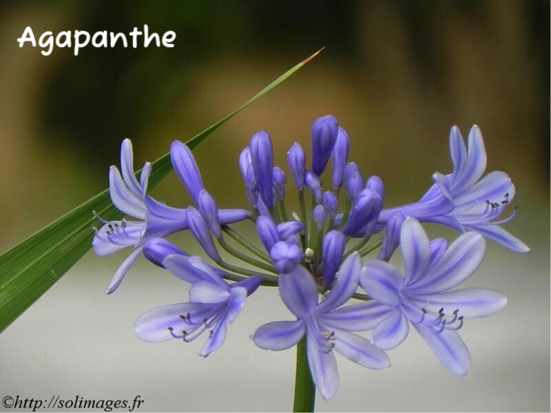 Agapanthe