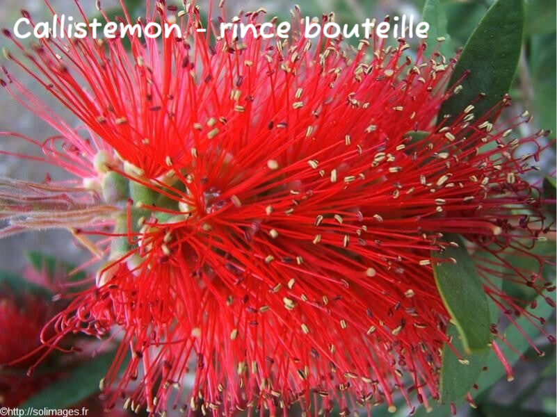 Callistemon - rince bouteille