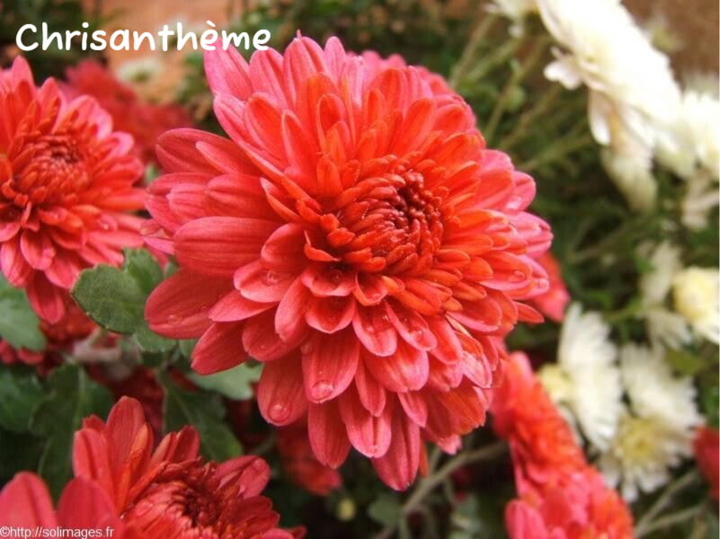 Chrysanthème double