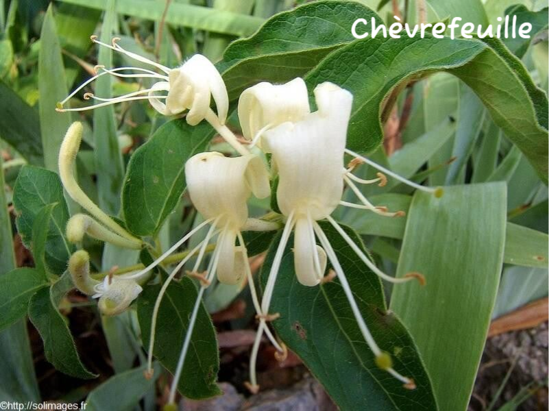 Chèvrefeuille
