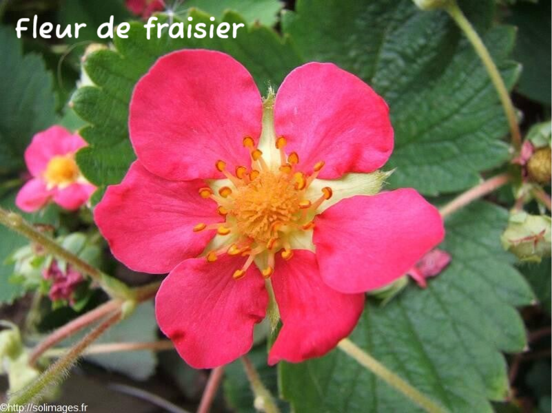 Fleur de fraisier