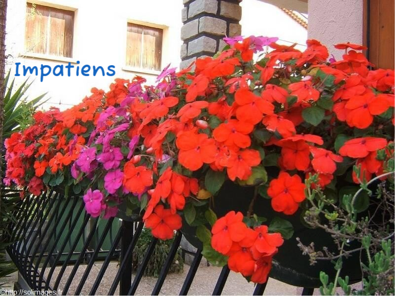 Balcon fleuri Impatiens