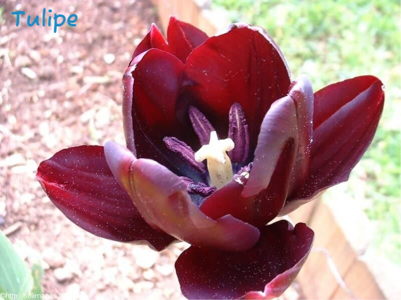Tulipe