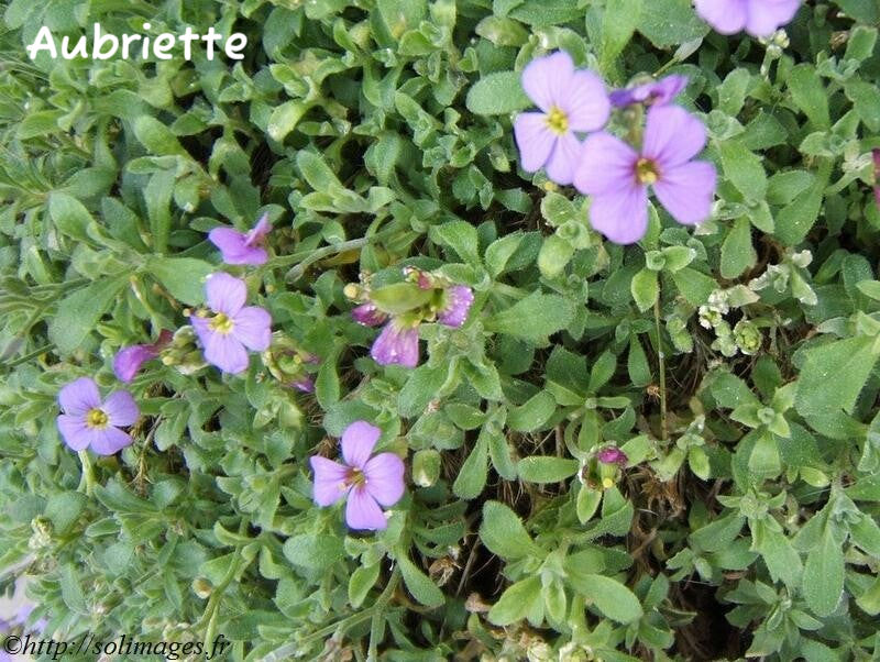 Aubriette