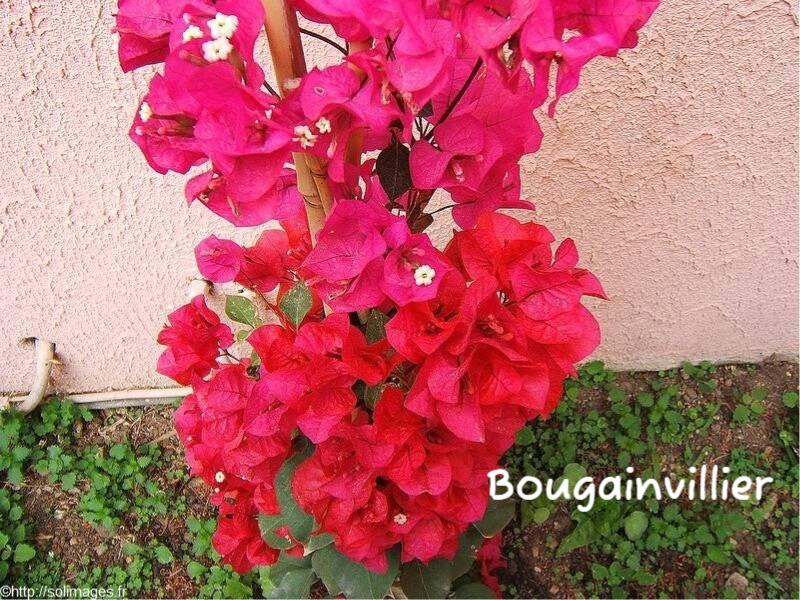 Bougainvillier