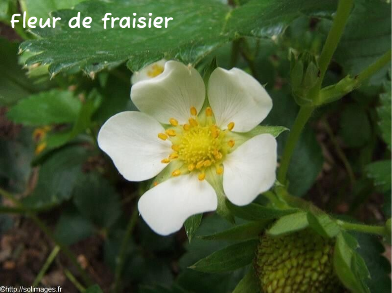 Fleur de fraisier