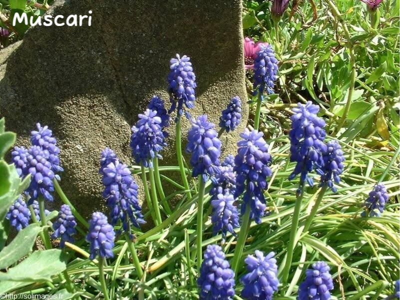 Muscari