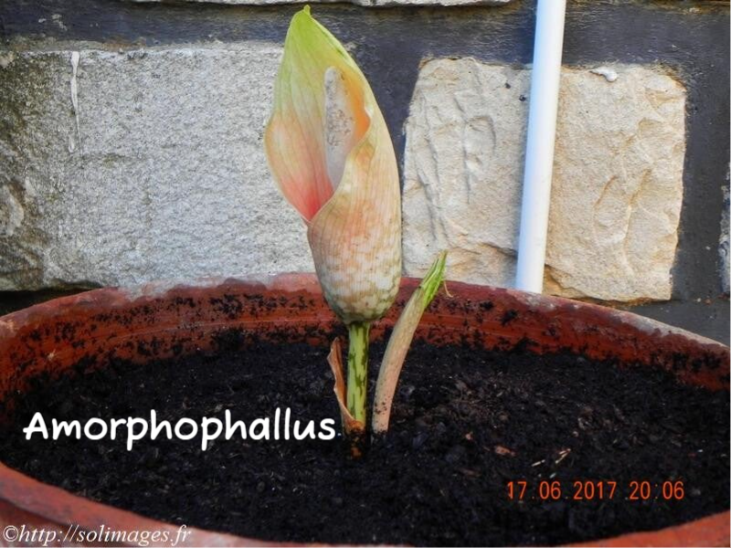 Amorphophallus