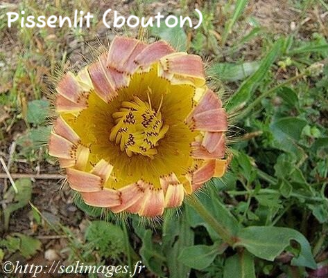 Pissenlit bouton