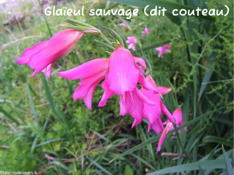 glaïeul savage - couteau