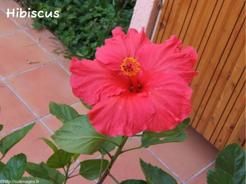 Hibiscus rouge