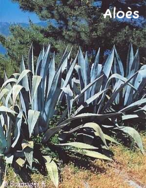 Aloès