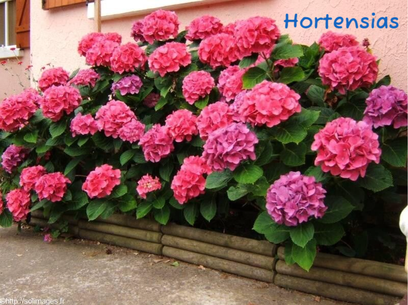 Hortensias